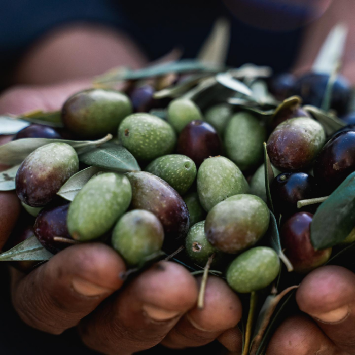 en håndfuld sydafrikanske oliven