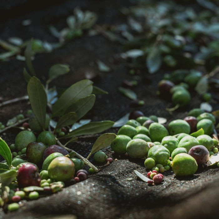 oliven fra Morgenster i Sydafrika