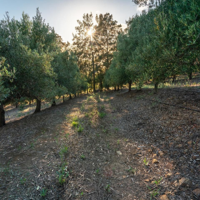 Oliven mark fra Morgenster Estate i sydafrika