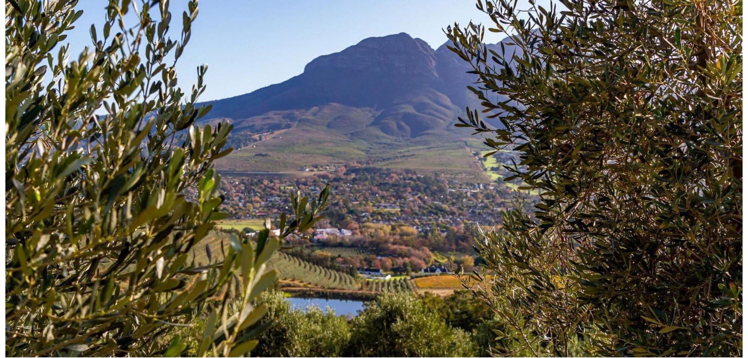 Udsigt Sydafrikanske vinmarker